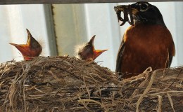 McGuffey’s Reader – 1st Grade Lessons LVI and&nbsp;LVII