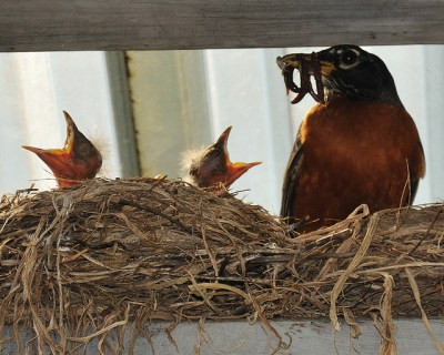 American Robin (Turdus migratorius) with young in nest