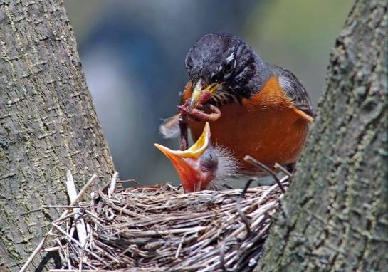 American Robin (Turdus migratorius)with youngsters by Raymond Barlow