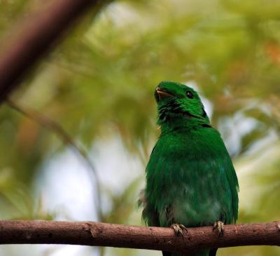 Green Broadbill by Dan at Zoo Miami