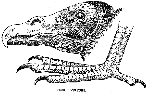 Color Key to Birds - Vulture