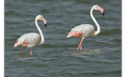 Ian’s Bird of the Week – Greater&nbsp;Flamingo