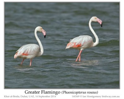 PHO-Phof Greater Flamingo (Phoenicopterus roseus) by Ian
