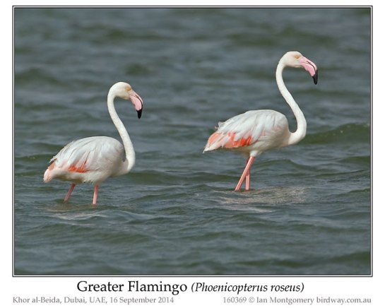PHO-Phof Greater Flamingo (Phoenicopterus roseus) by Ian