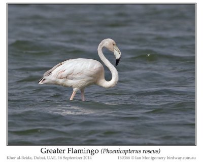 Greater Flamingo (Phoenicopterus roseus) by Ian