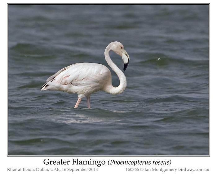 Greater Flamingo (Phoenicopterus roseus) by Ian