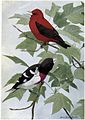 Redcoat the Scarlet Tanager, Rosebreast the Grosbeak - Burgess Bird Book ©©