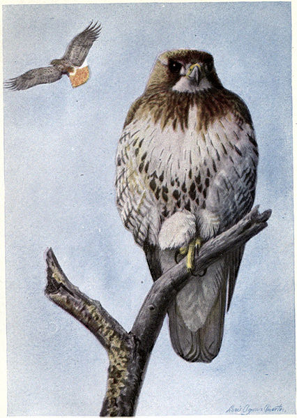 Redtail the Hawk - Burgess Bird Book ©©