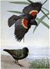 Redwing the Blackbird, Speckles the Starling - Burgess Bird Book ©©Thum