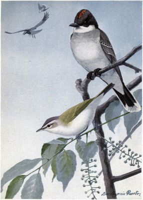 Scrapper the Kingbird, Redeye the Vireo - Burgess Bird Book ©©