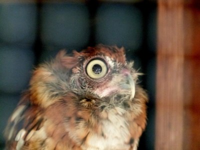 Screech Owl Magnolia Plantation by Lee 
