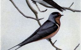 A Swallow and One Who Isn’t – Chapter&nbsp;15