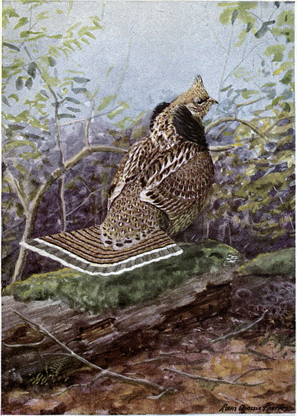 Strutter_the_Ruffed_Grouse - Burgess Bird Book ©©