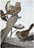 Sweet Voice the Vesper Sparrow, Little Friend the Song Sparrow - Burgess Bird Book ©©