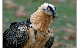 Bearded Vulture Visits England’s Oldest National&nbsp;Park