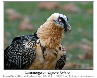 Bearded Vulture (Gypaetus barbatus) or Lammergeier by Ian