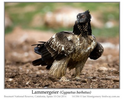 Bearded Vulture (Gypaetus barbatus) or Lammergeier by Ian