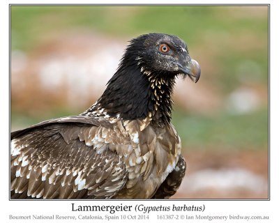 Bearded Vulture (Gypaetus barbatus) or Lammergeier by Ian