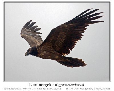 Bearded Vulture (Gypaetus barbatus) or Lammergeier by Ian