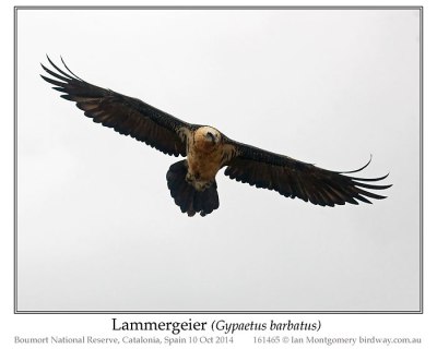 Bearded Vulture (Gypaetus barbatus) or Lammergeier by Ian