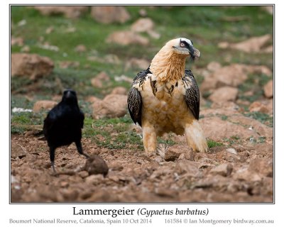Bearded Vulture (Gypaetus barbatus) or Lammergeier by Ian