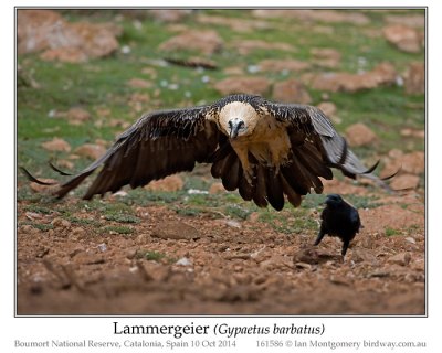 Bearded Vulture (Gypaetus barbatus) or Lammergeier by Ian