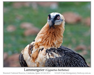 Bearded Vulture (Gypaetus barbatus) or Lammergeier by Ian