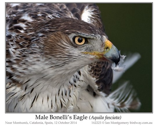 Bonelli's Eagle (Aquila fasciata) by Ian