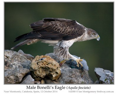 Bonelli's Eagle (Aquila fasciata) by Ian