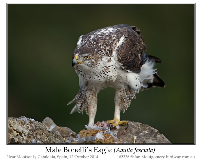 Bonelli's Eagle (Aquila fasciata) by Ian
