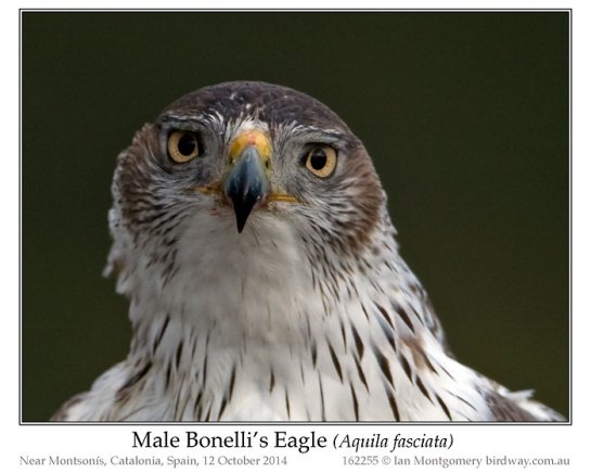 Bonelli's Eagle (Aquila fasciata) by Ian