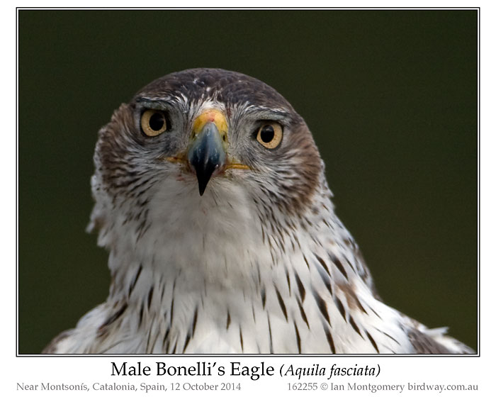 Bonelli's Eagle (Aquila fasciata) by Ian