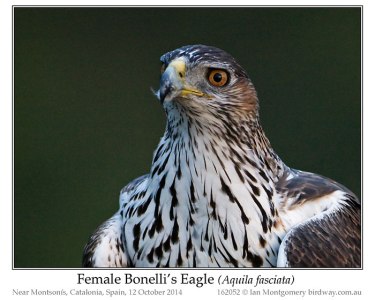 Bonelli's Eagle (Aquila fasciata) by Ian Female