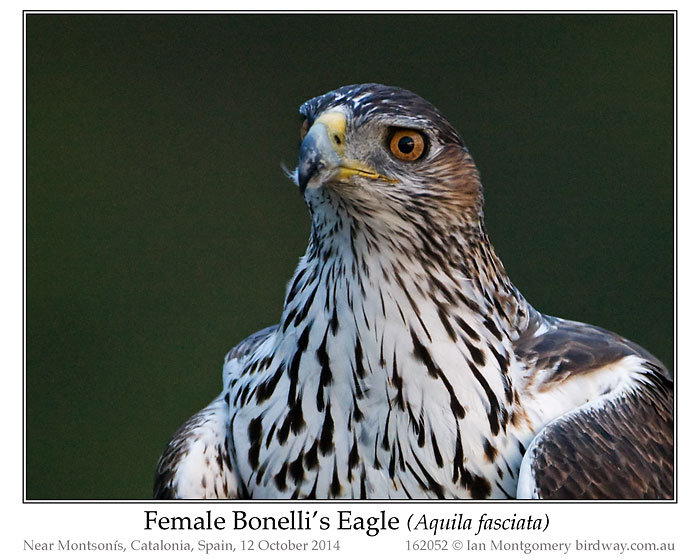 Bonelli's Eagle (Aquila fasciata) by Ian Female