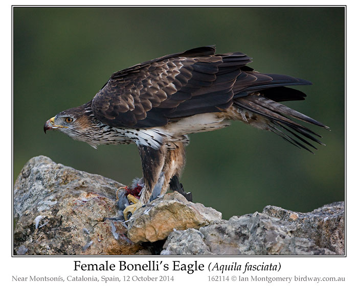 Bonelli's Eagle (Aquila fasciata) by Ian Female