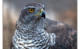 Ian’s Bird of the Week – Northern&nbsp;Goshawk
