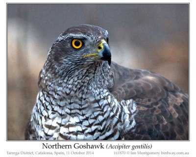 Northern Goshawk (Accipiter gentilis) by Ian
