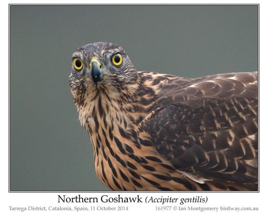 Northern Goshawk (Accipiter gentilis) by Ian