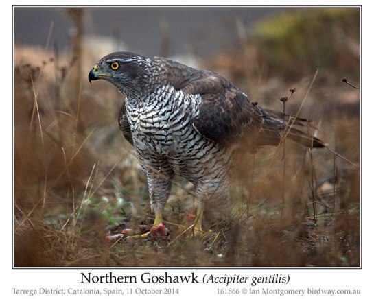 Northern Goshawk (Accipiter gentilis) by Ian
