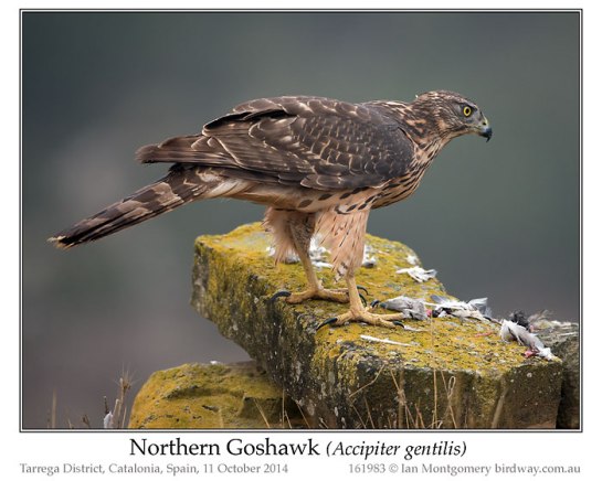 Northern Goshawk (Accipiter gentilis) by Ian