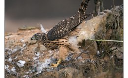 Lee’s Five Word Friday –&nbsp;12/30/16