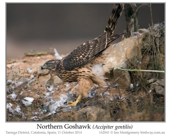 Northern Goshawk (Accipiter gentilis) by Ian