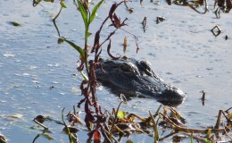 Huge Alligator at Circle B Bar Reserve on&nbsp;TV