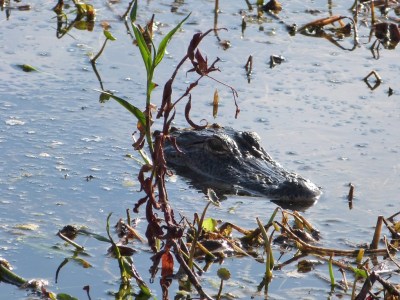 Alligator Circle B Bar Reserve by Lee