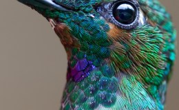 Fantastic Close-up –&nbsp;Wow!