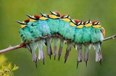 Bee-eaters From Pinterest