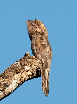 Common Potoo (Nyctibius griseus) by Dario Sanches