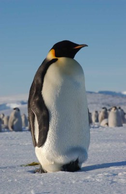 Emperor with egg on feet ©WikiC