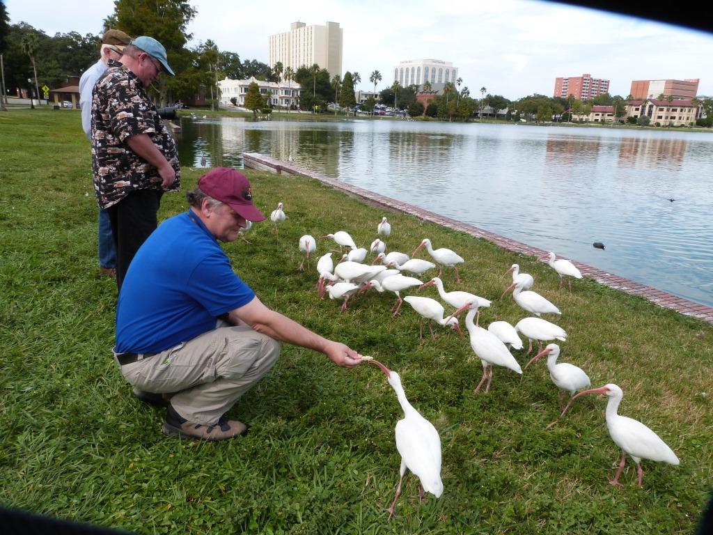Feeding White Ibises at Lake Morton