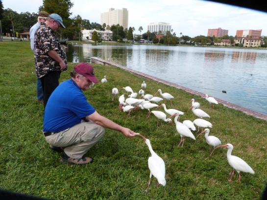 Feeding White Ibises at Lake Morton